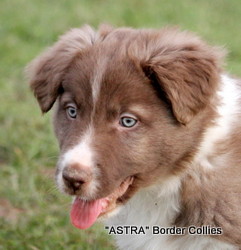 Kit x Blue pup no 2, red and white MALE